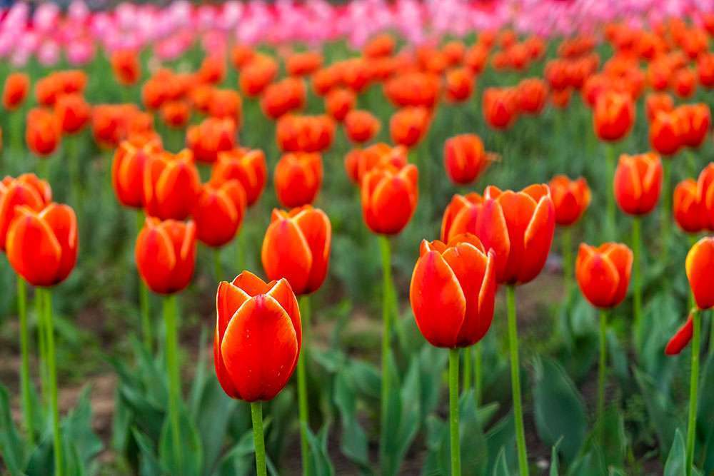 Beautiful kashmir through Rana Pandey’s lens