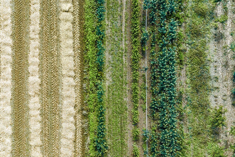 Can we create the perfect food?