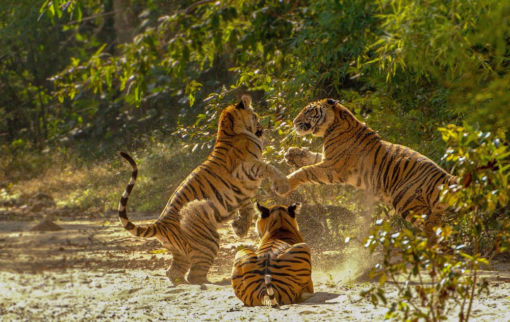 Madhya Pradesh: ‘Heart of India’ beckons tourists to its spectacular offerings