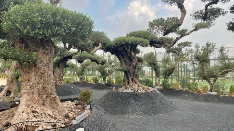 Ancient olive trees bring history to Dubai’s luxury bio-living community
