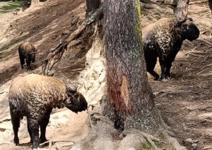 Bhutan Travel Guide: Why Bhutan Should Be Your Next Adventure 6 2